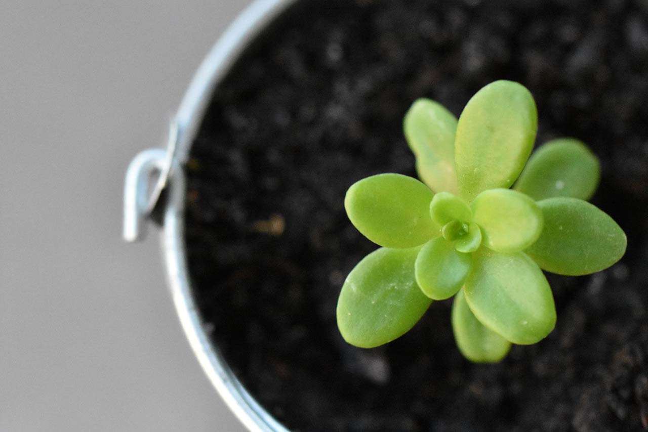 Photo of a growing succulent in a bucket of fresh soil