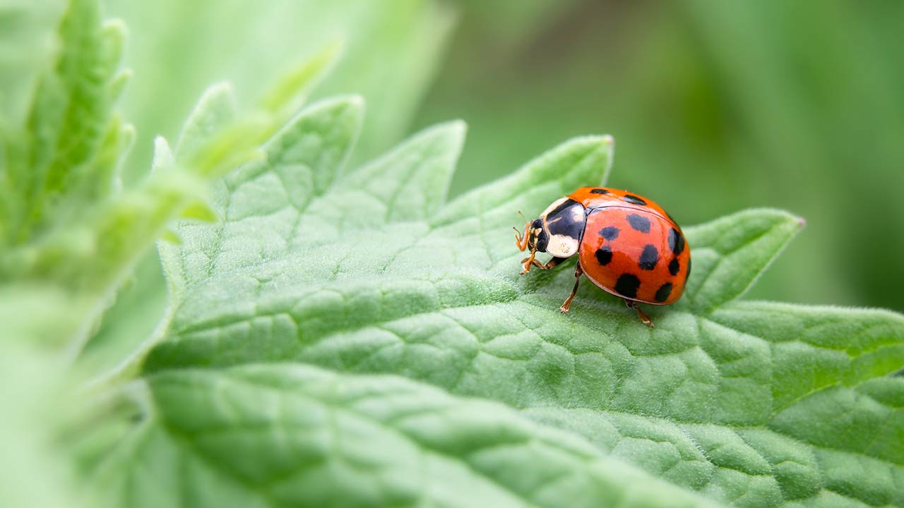 Selective focus of a Ladybug on a green garden leaf